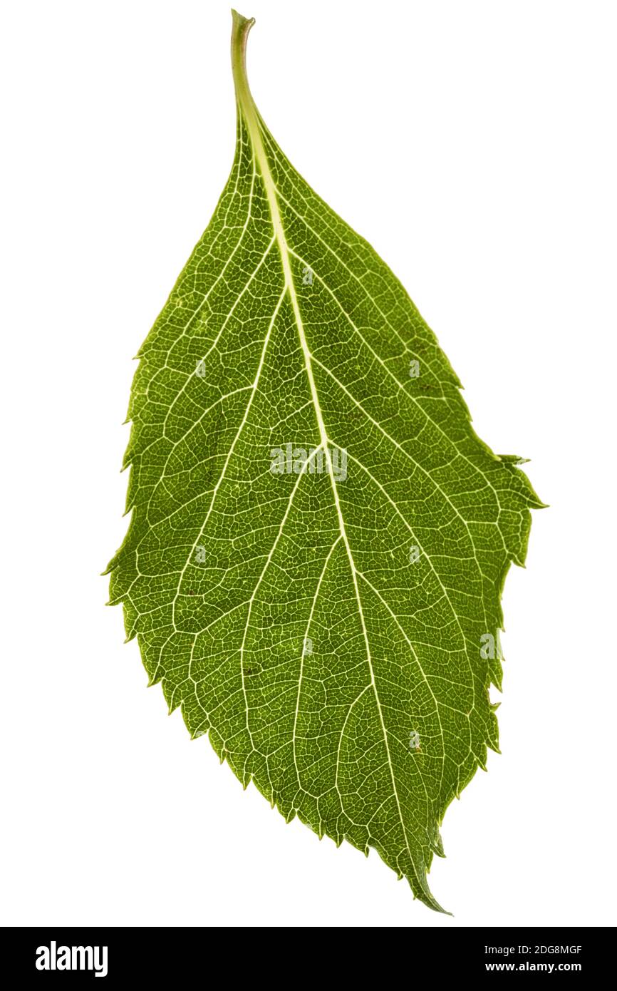 Feuilles de l'hydrangea libre, lat. L'Hydrangea paniculata, isolé sur fond blanc Banque D'Images