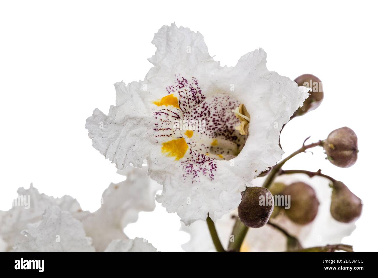 Arbre fleur de Catalpa, lat. Catalpa speciosa, isolé sur fond blanc Banque D'Images