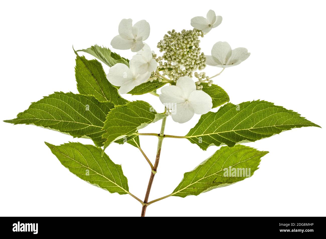Inflorescence de l'hydrangea, lat. L'Hydrangea paniculata, isolé sur fond blanc Banque D'Images