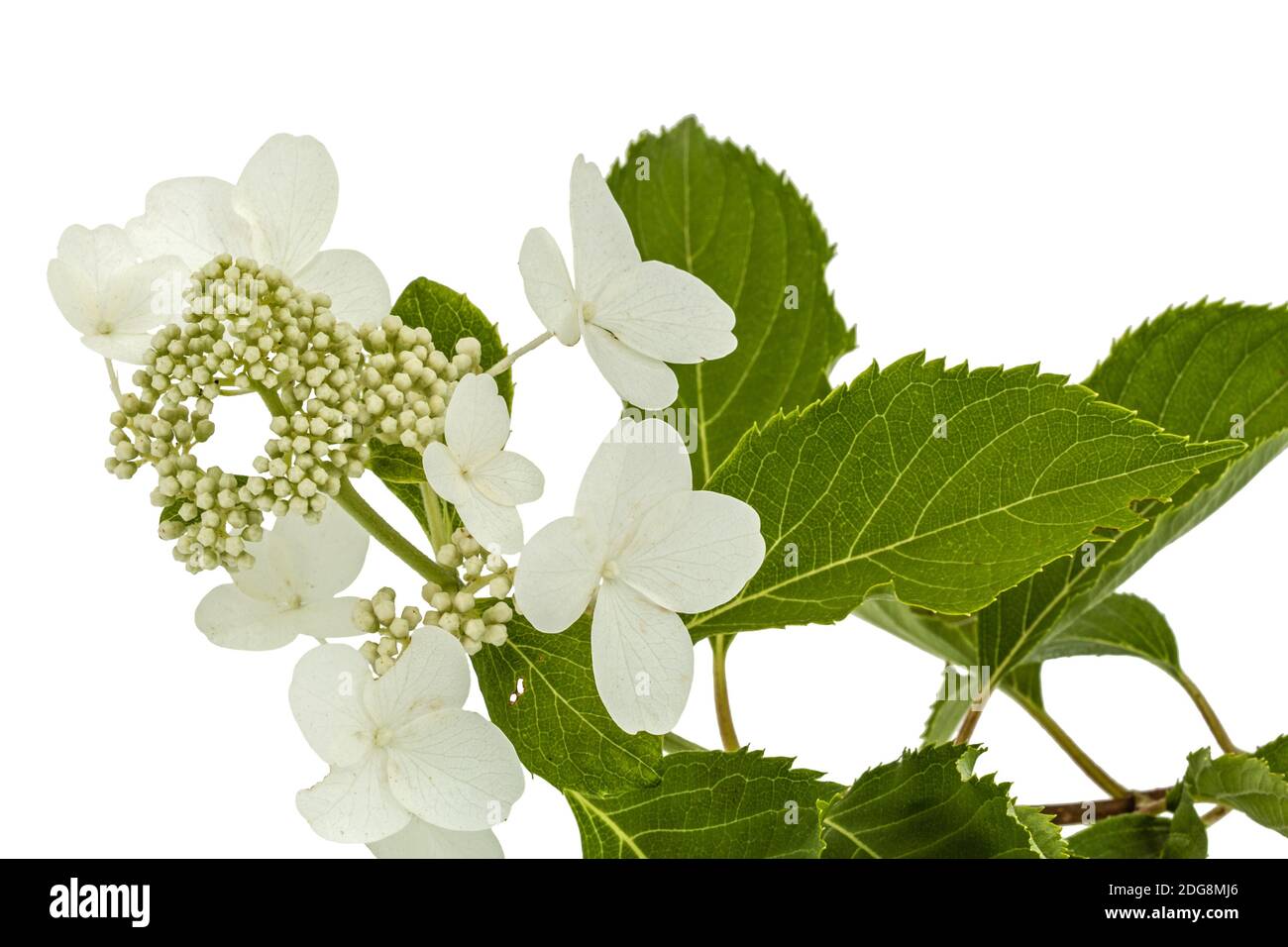 Inflorescence de l'hydrangea, lat. L'Hydrangea paniculata, isolé sur fond blanc Banque D'Images