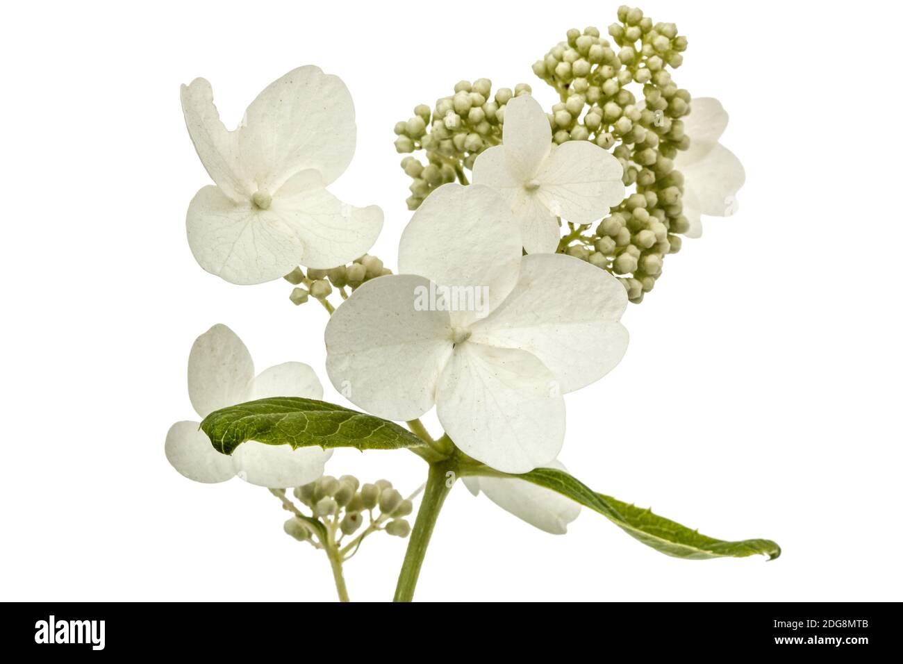 Inflorescence de l'hydrangea, lat. L'Hydrangea paniculata, isolé sur fond blanc Banque D'Images