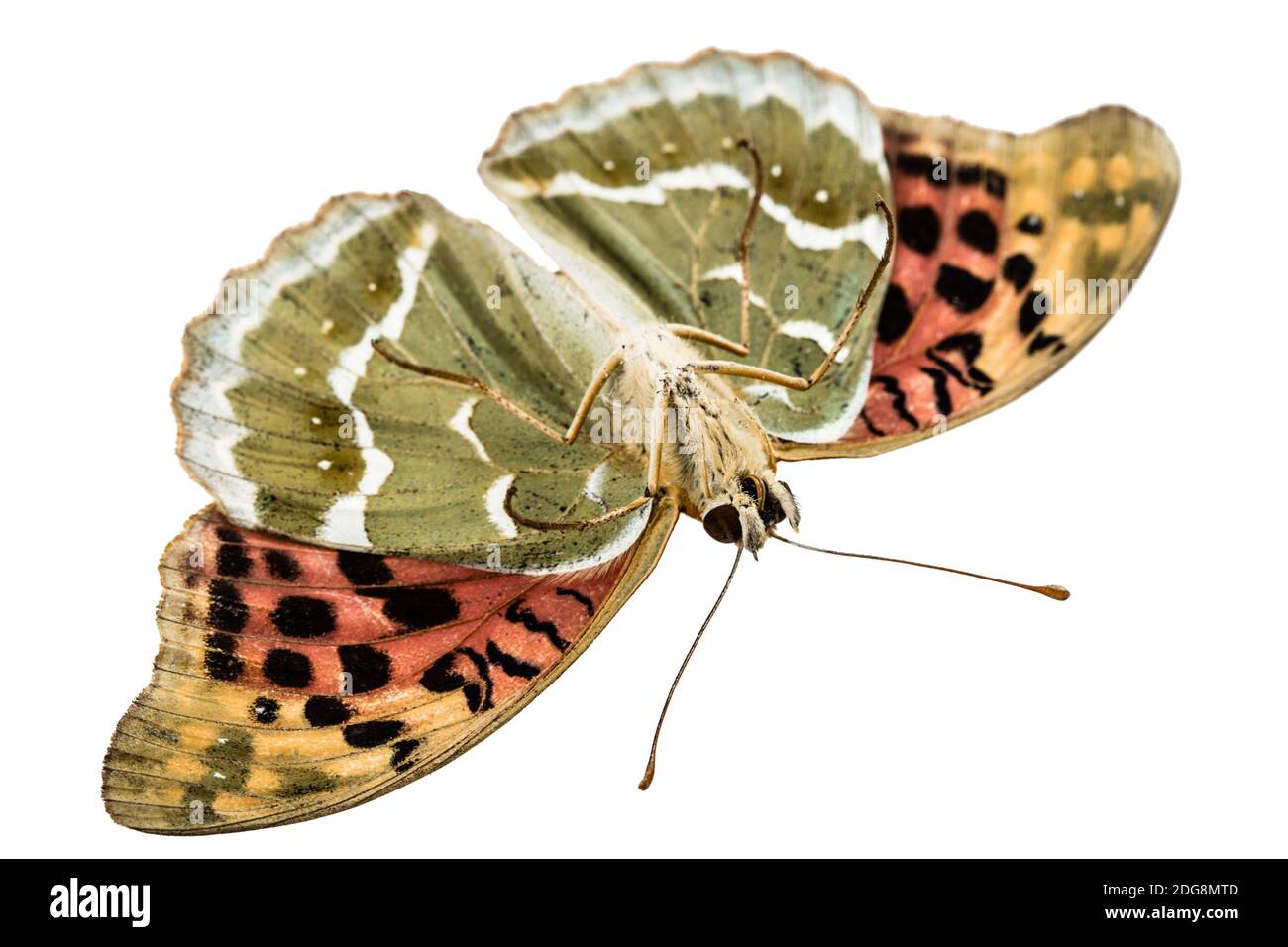 Silver-Washed fritillary papillon, lat. Argynnis paphia, isolé sur fond blanc Banque D'Images