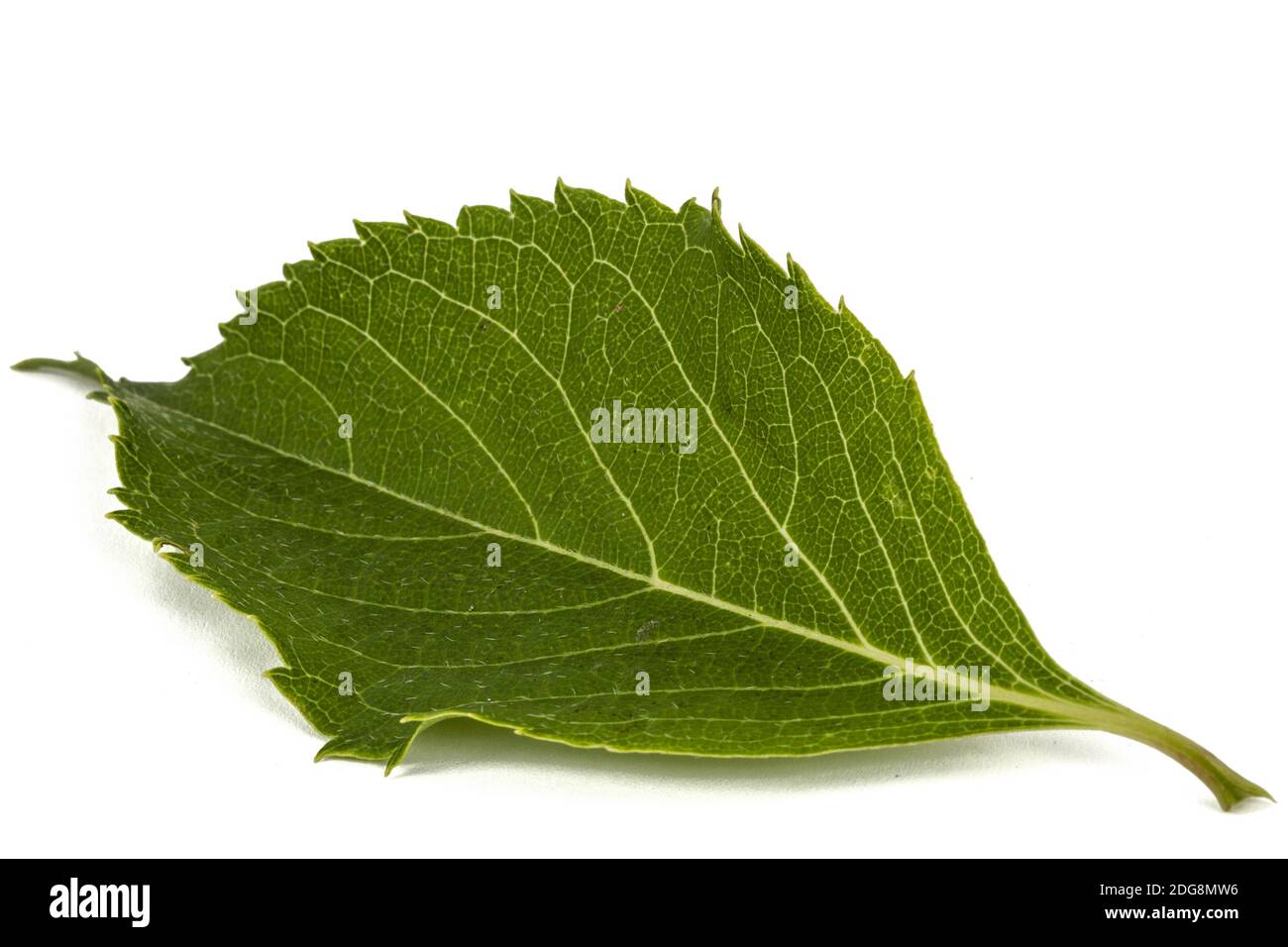 Feuilles de l'hydrangea libre, lat. L'Hydrangea paniculata, isolé sur fond blanc Banque D'Images