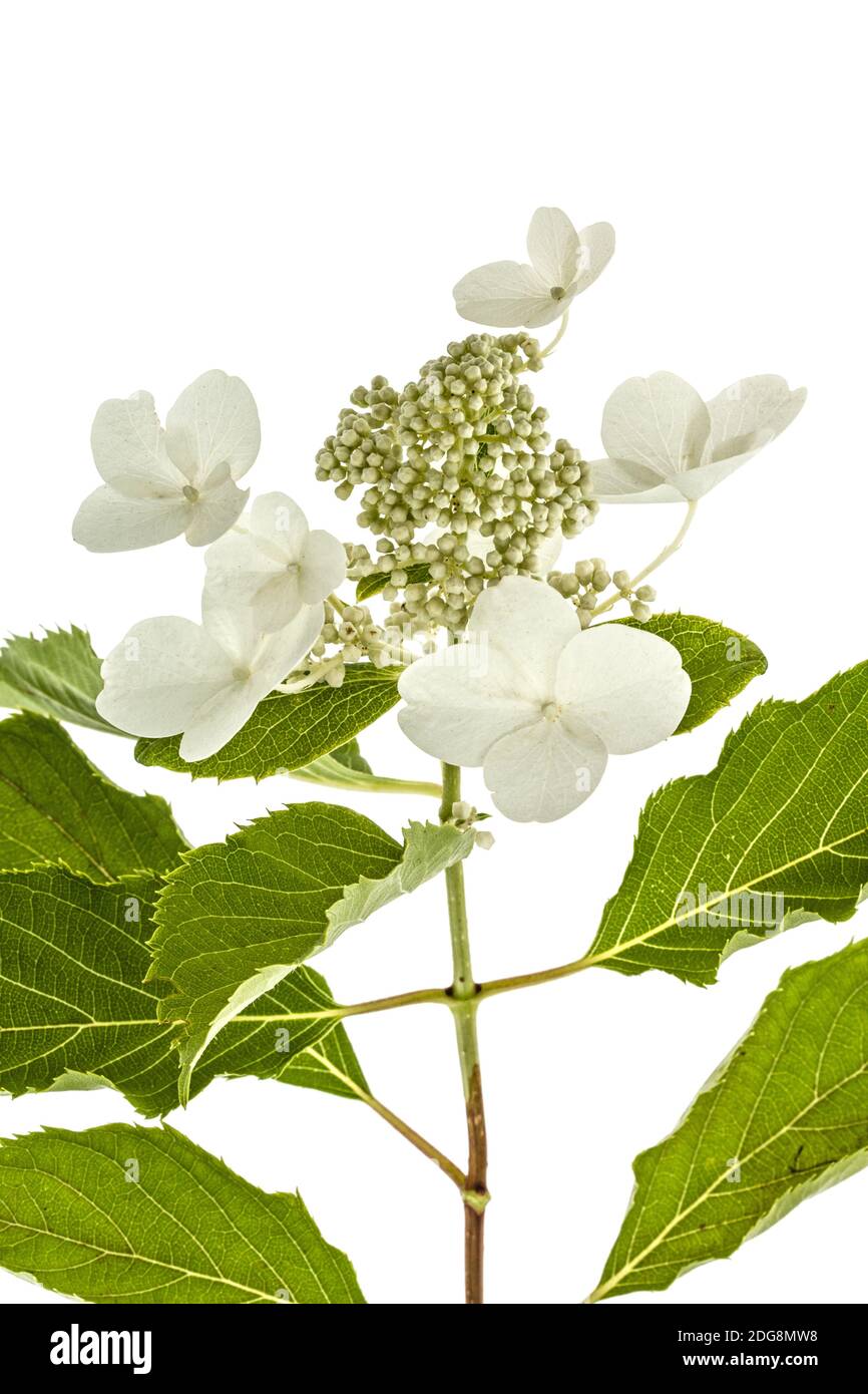 Inflorescence de l'hydrangea, lat. L'Hydrangea paniculata, isolé sur fond blanc Banque D'Images