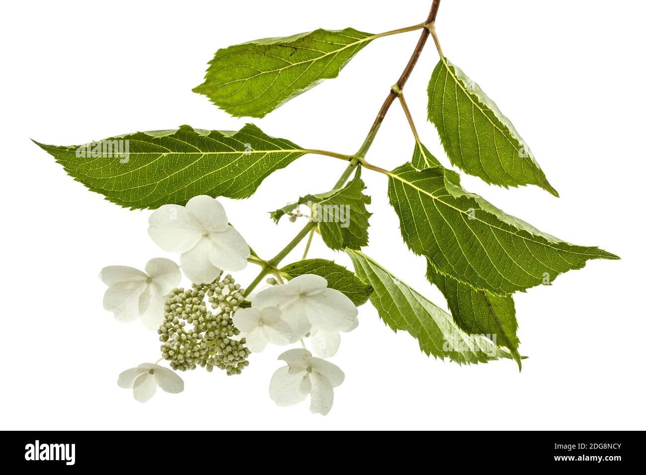 Inflorescence de l'hydrangea, lat. L'Hydrangea paniculata, isolé sur fond blanc Banque D'Images