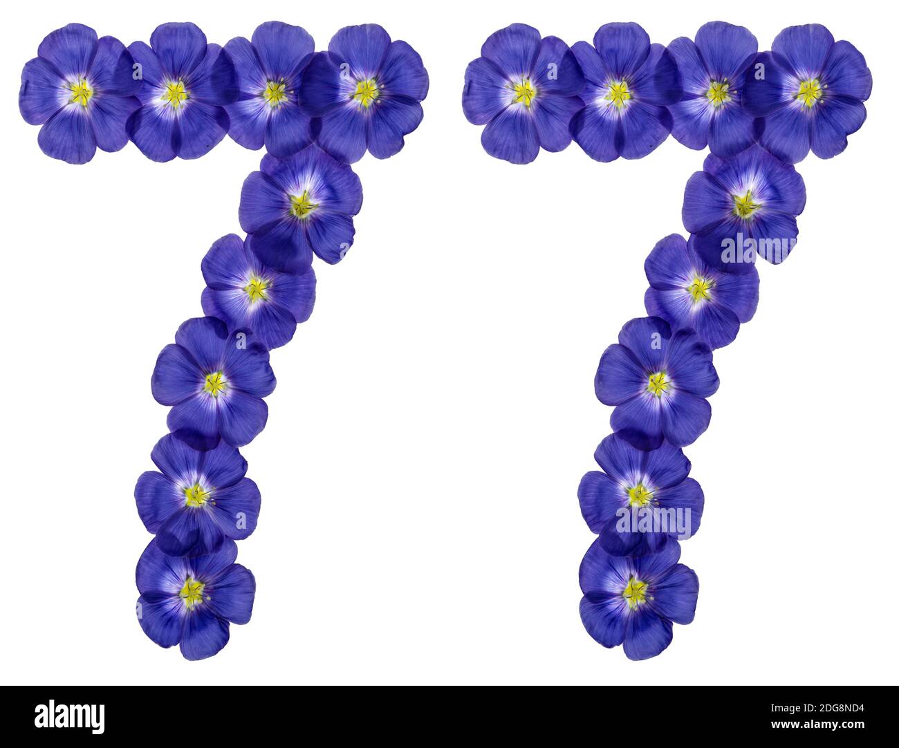 Chiffre arabe 77, soixante-dix-sept, de fleurs bleues du lin, isolé sur fond blanc Banque D'Images