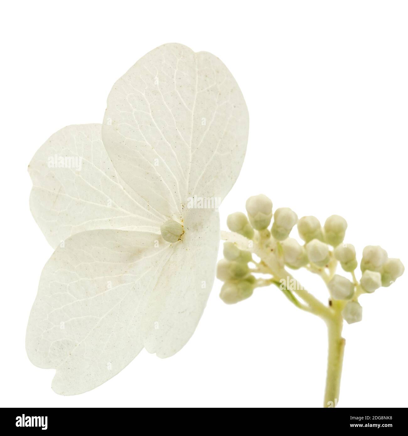 Fleur d'hortensia libre, lat. L'Hydrangea paniculata, isolé sur fond blanc Banque D'Images