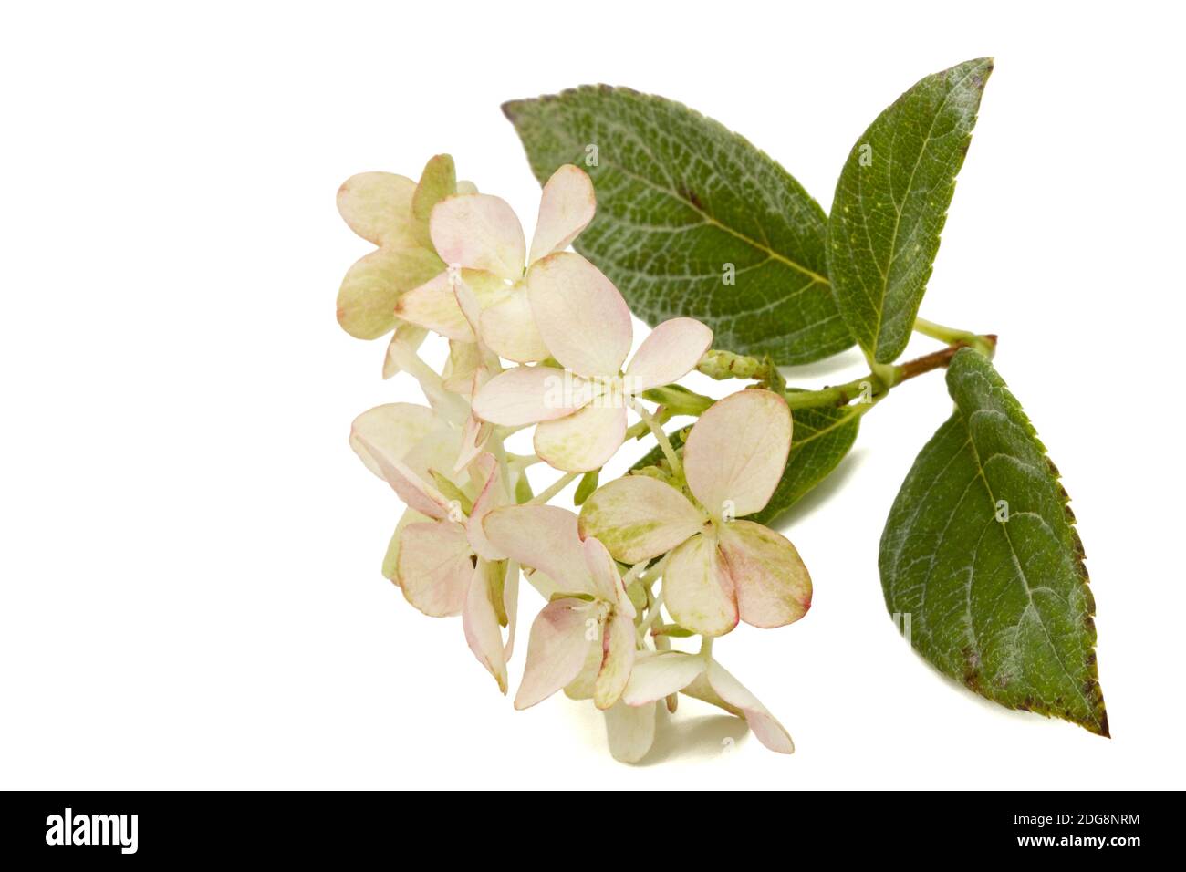 Inflorescence de l'hydrangea, lat. L'Hydrangea paniculata, isolé sur fond blanc Banque D'Images