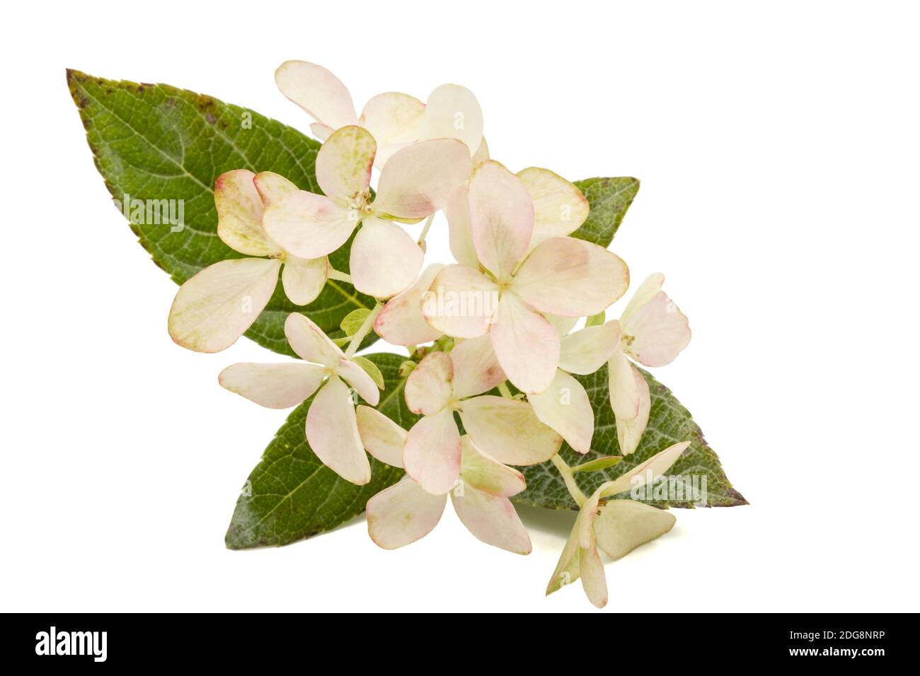 Inflorescence de l'hydrangea, lat. L'Hydrangea paniculata, isolé sur fond blanc Banque D'Images