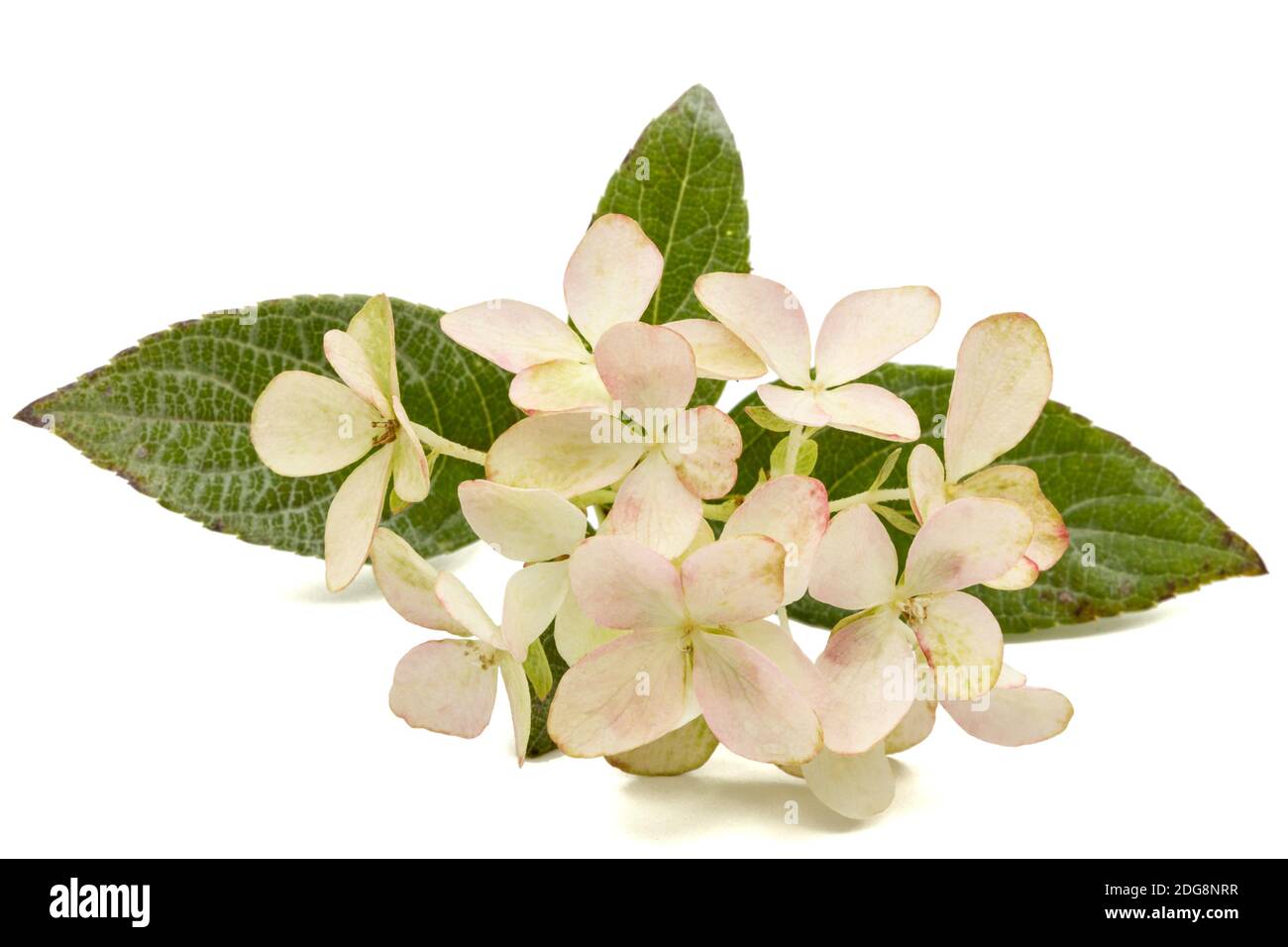 Inflorescence de l'hydrangea, lat. L'Hydrangea paniculata, isolé sur fond blanc Banque D'Images
