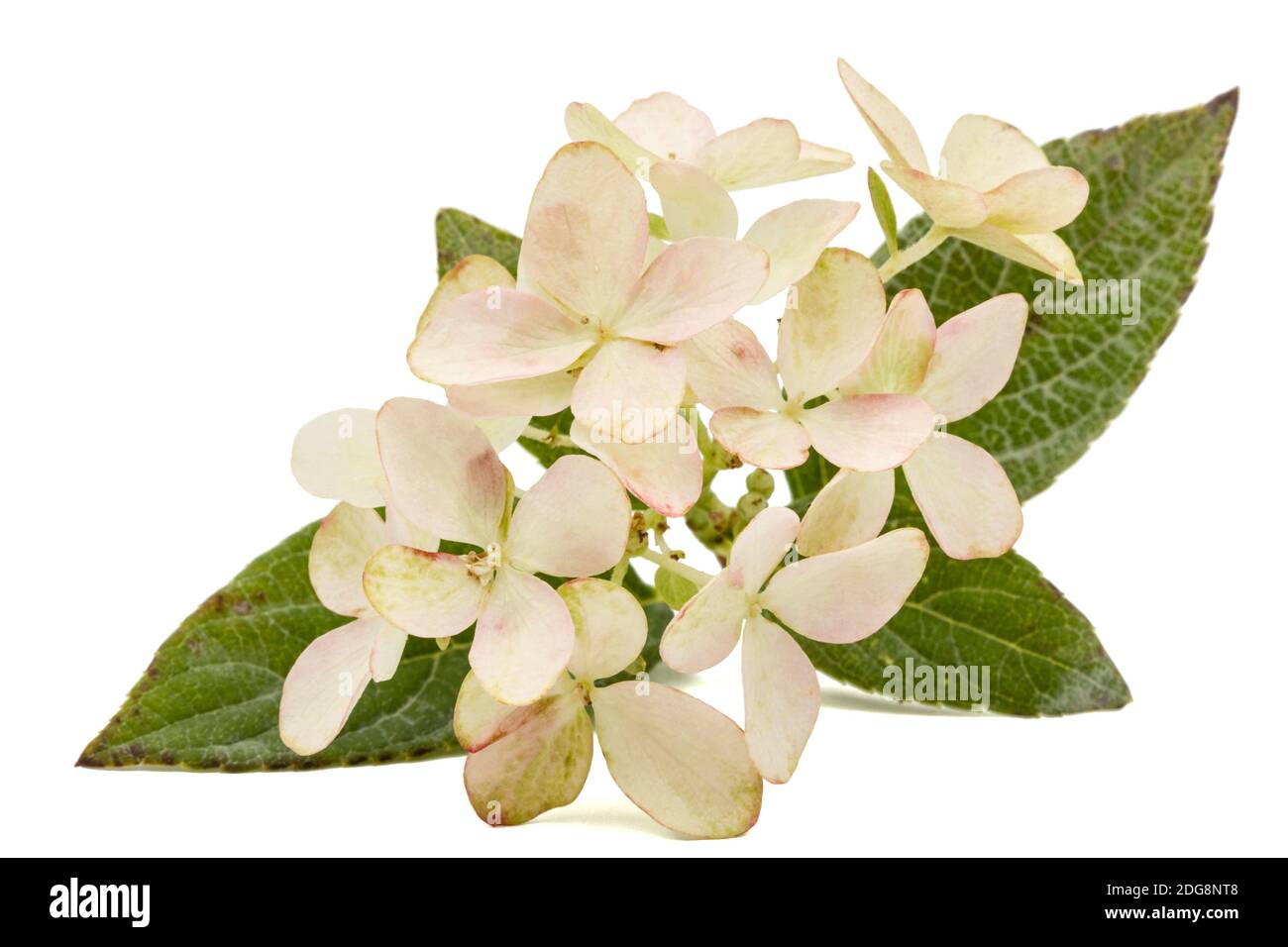 Inflorescence de l'hydrangea, lat. L'Hydrangea paniculata, isolé sur fond blanc Banque D'Images