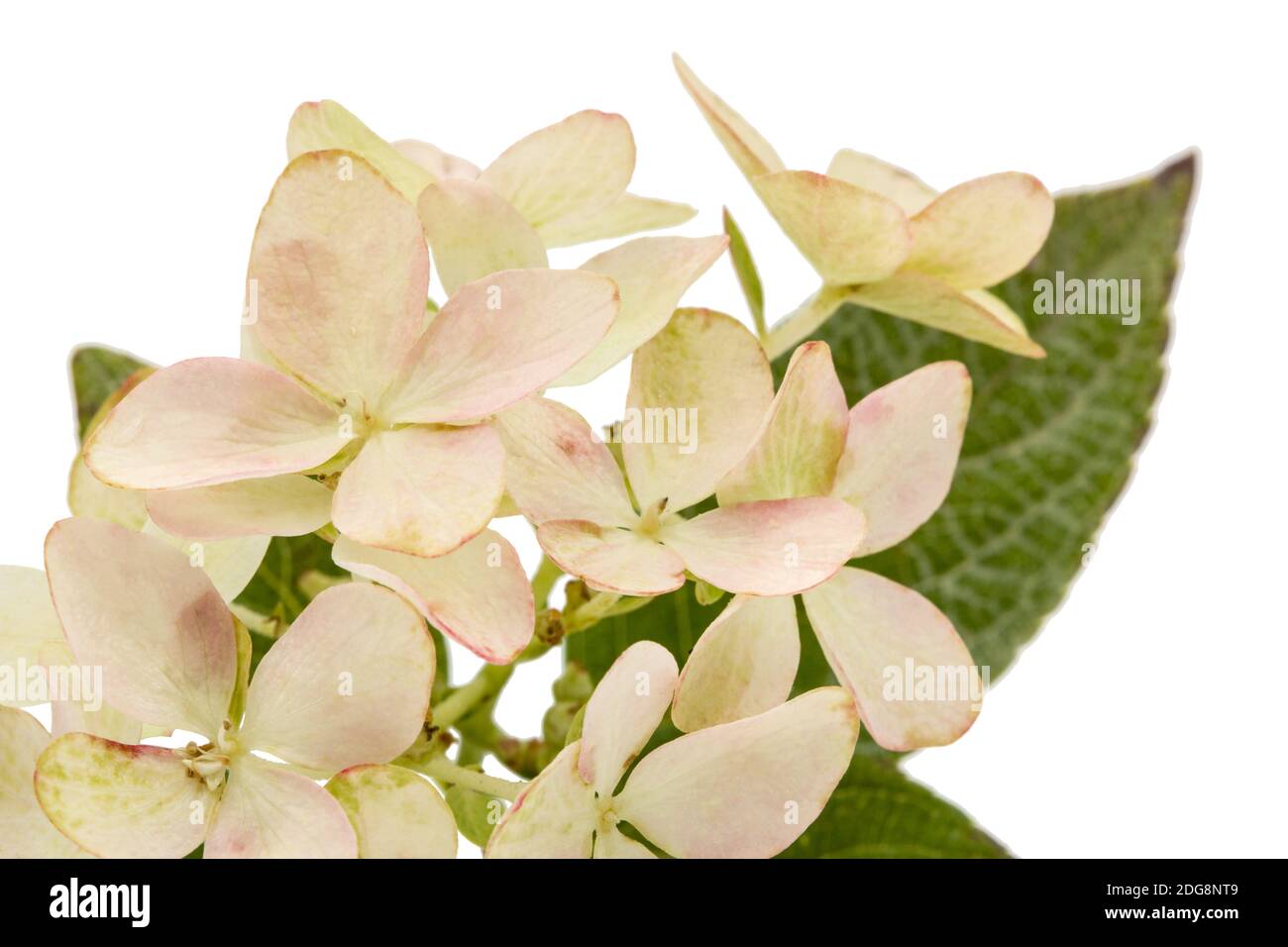 Inflorescence de l'hydrangea, lat. L'Hydrangea paniculata, isolé sur fond blanc Banque D'Images