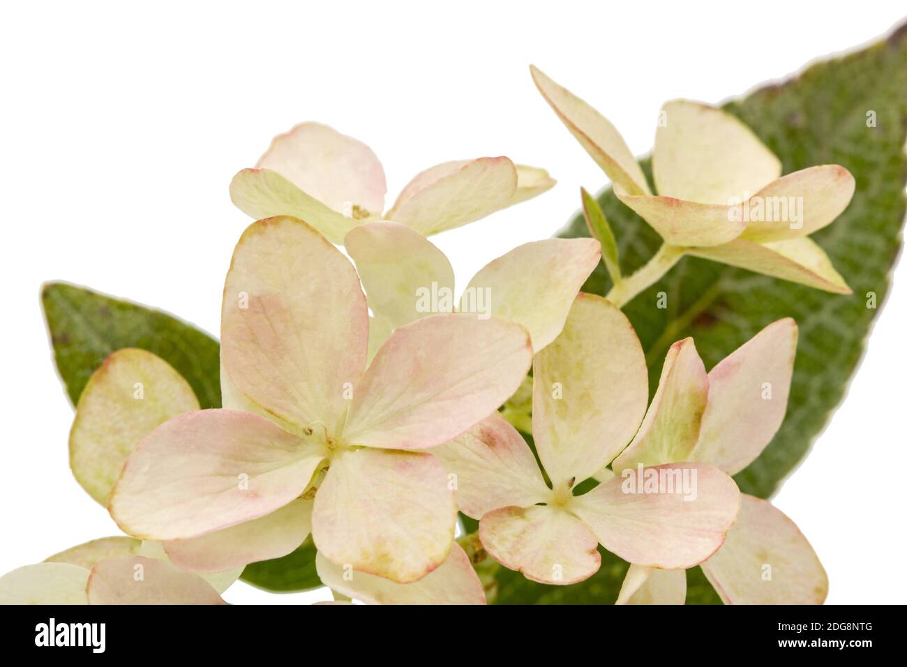 Inflorescence de l'hydrangea, lat. L'Hydrangea paniculata, isolé sur fond blanc Banque D'Images