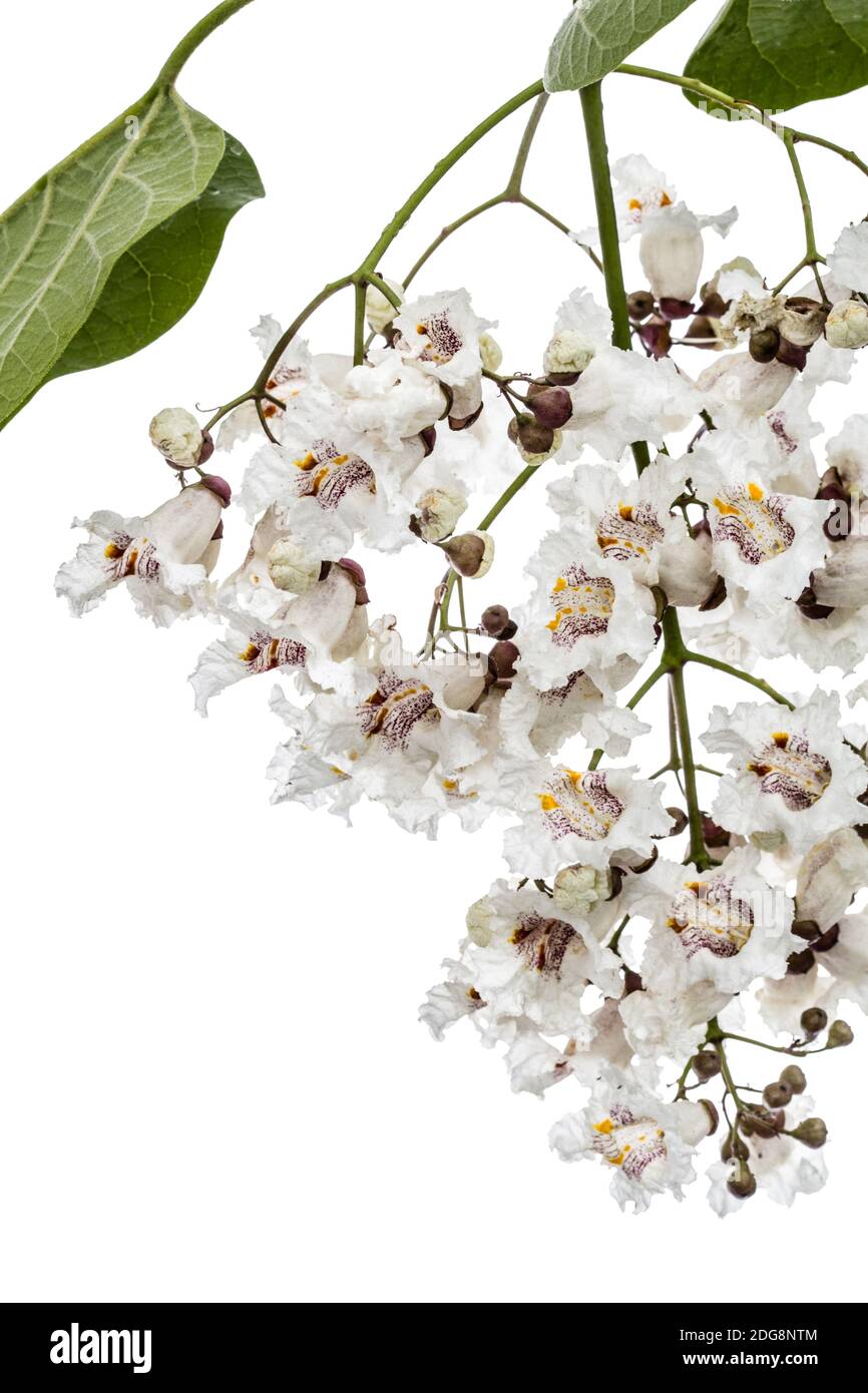 Arbre en fleurs de Catalpa, lat. Catalpa speciosa, isolé sur fond blanc Banque D'Images