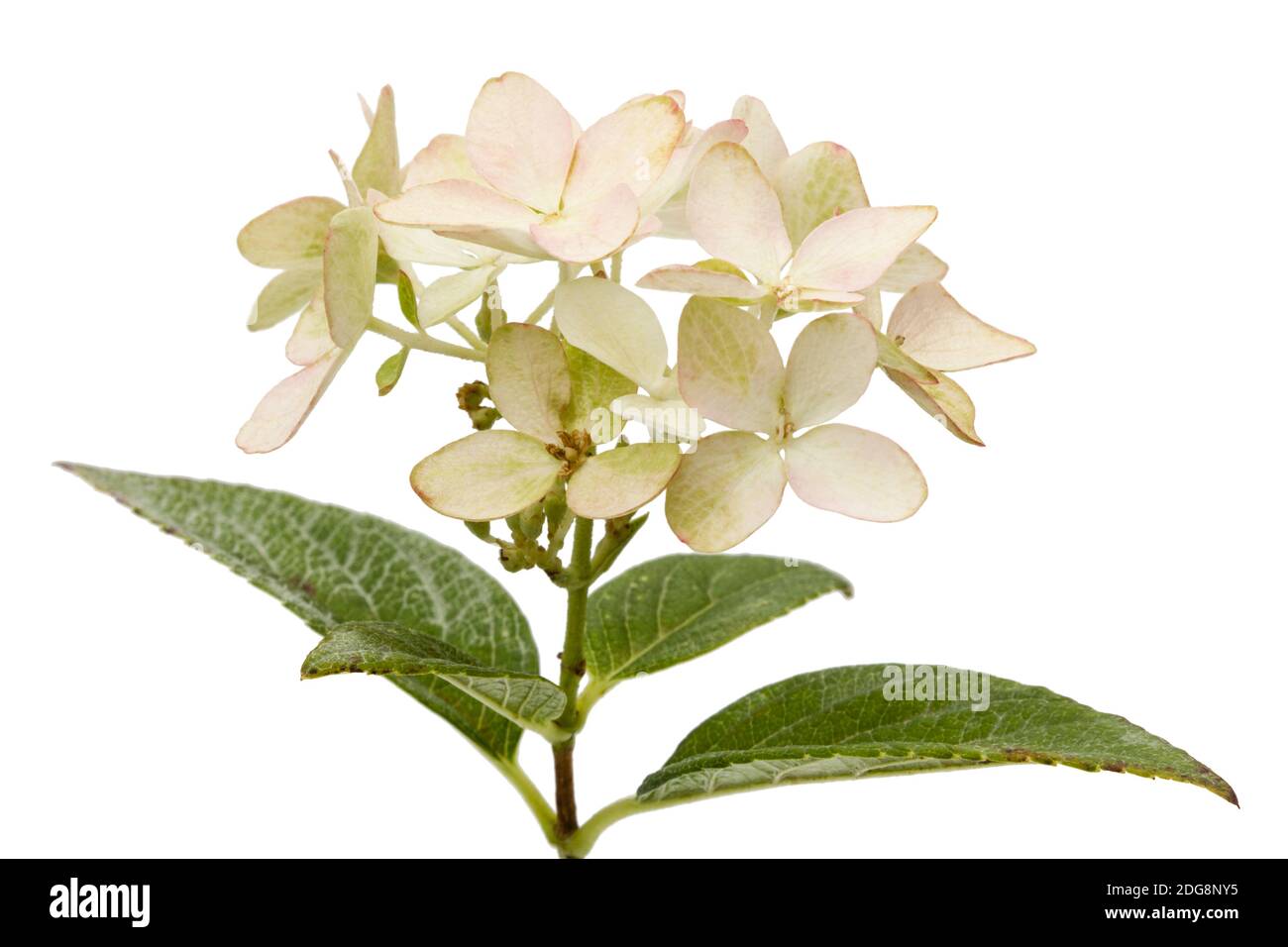 Inflorescence de l'hydrangea, lat. L'Hydrangea paniculata, isolé sur fond blanc Banque D'Images
