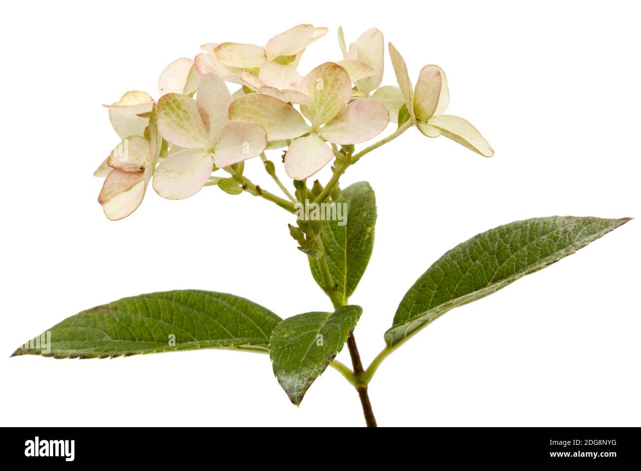 Inflorescence de l'hydrangea, lat. L'Hydrangea paniculata, isolé sur fond blanc Banque D'Images