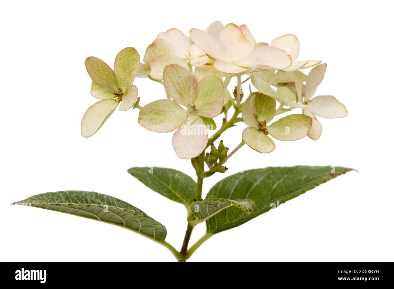 Inflorescence de l'hydrangea, lat. L'Hydrangea paniculata, isolé sur fond blanc Banque D'Images