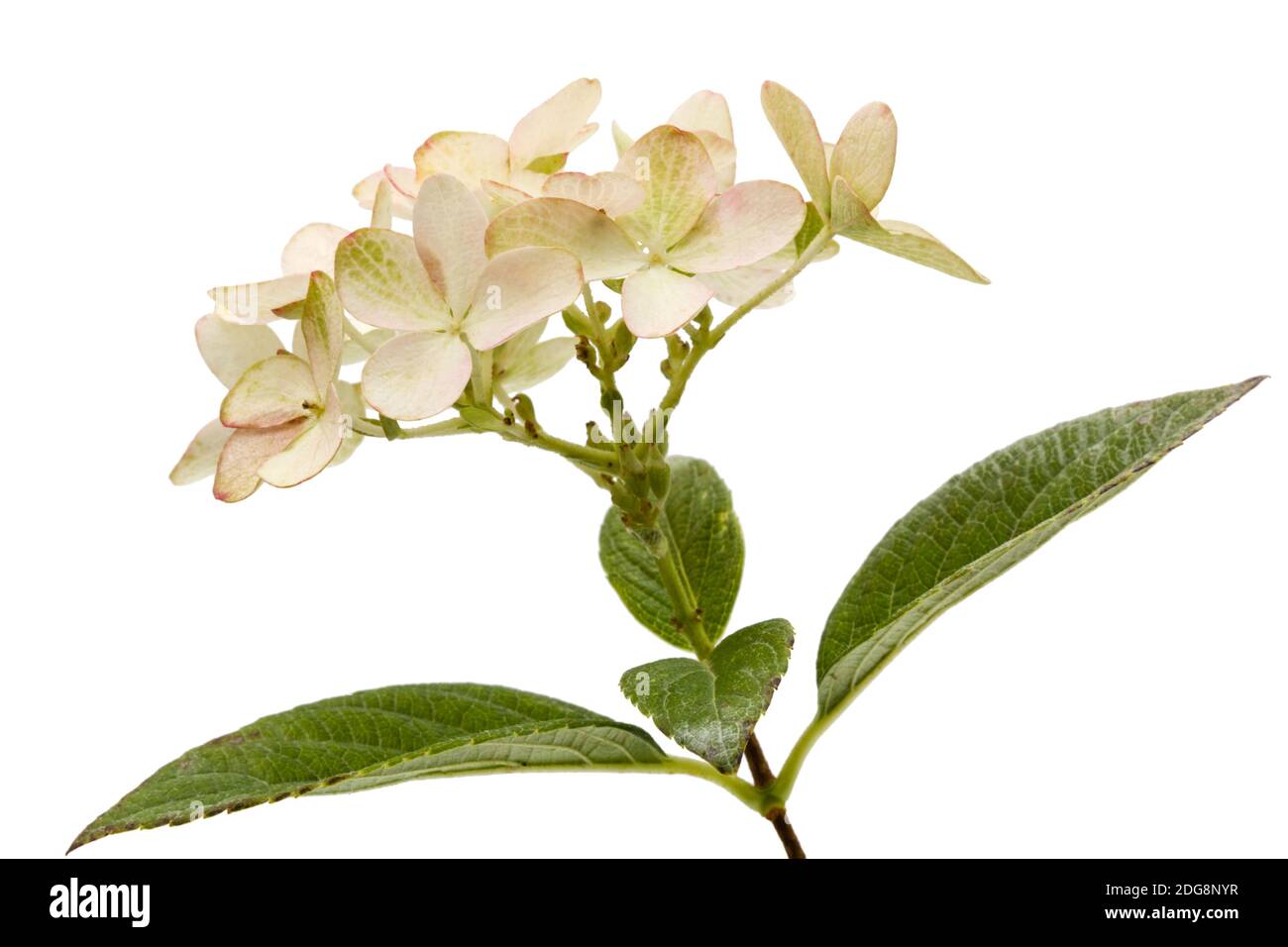 Inflorescence de l'hydrangea, lat. L'Hydrangea paniculata, isolé sur fond blanc Banque D'Images