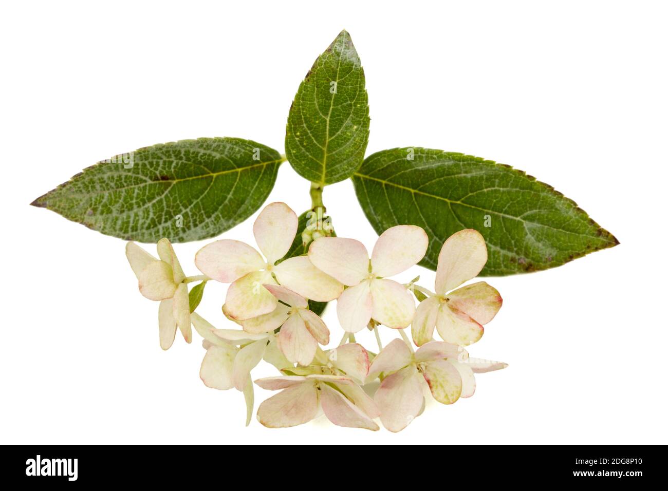 Inflorescence de l'hydrangea, lat. L'Hydrangea paniculata, isolé sur fond blanc Banque D'Images