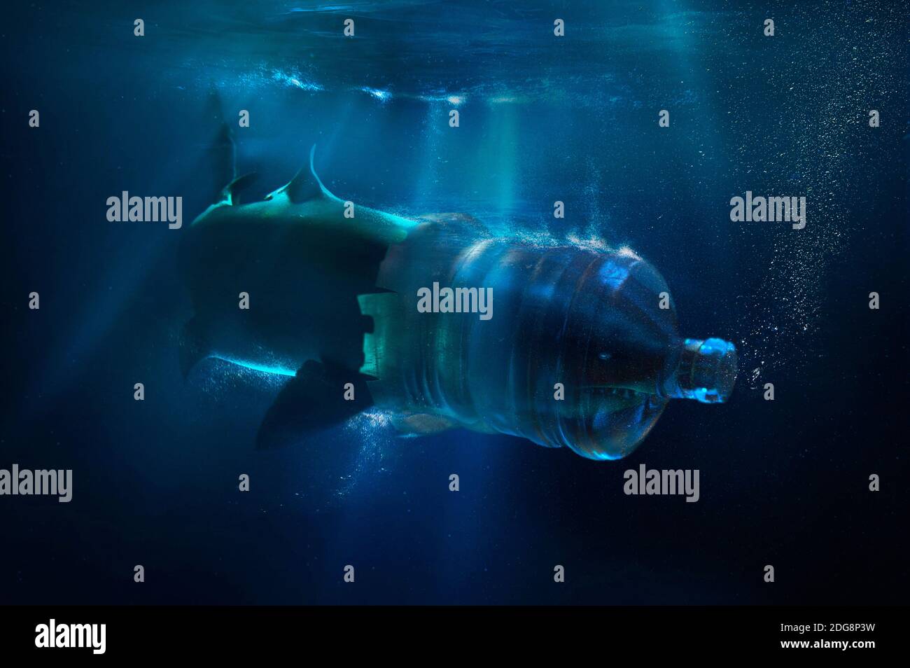 Requin avec le visage piégé dans un réservoir d'eau en plastique Banque D'Images