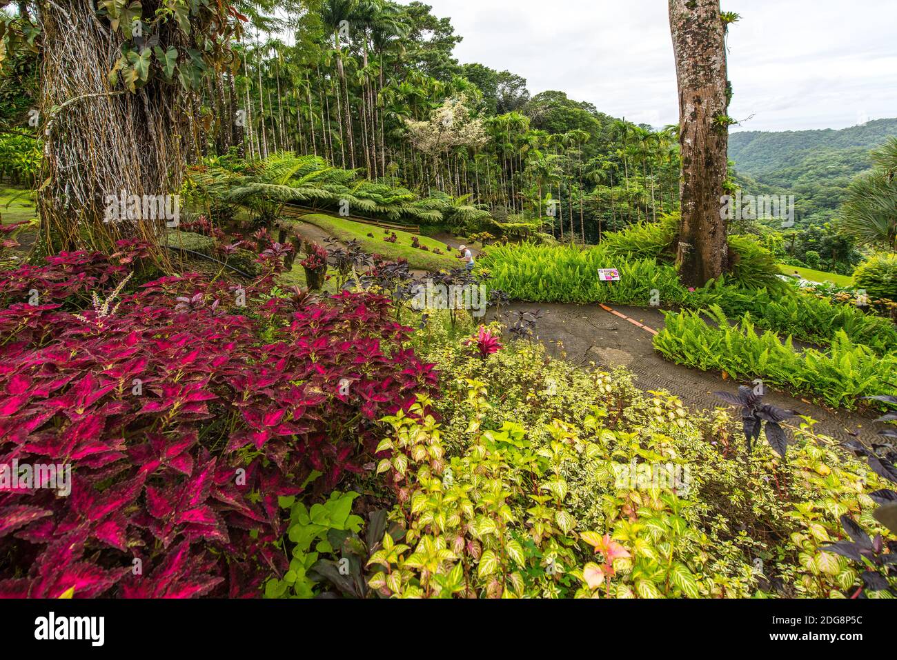 Jardin botanique martinique Banque de photographies et d’images à haute