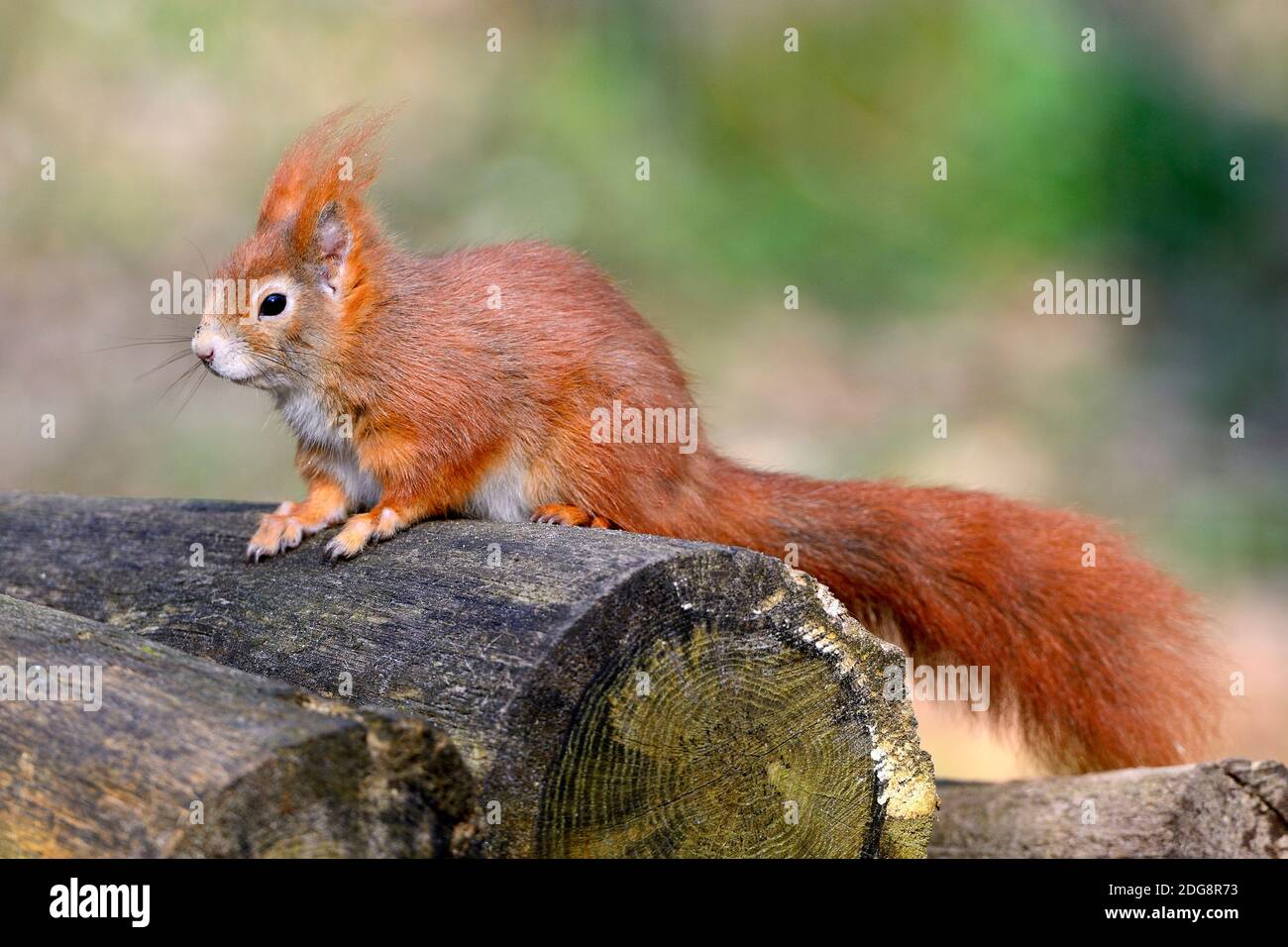 Europäisches Eichhörnchen klettert im Baum, (Sciurus vulgaris) Banque D'Images
