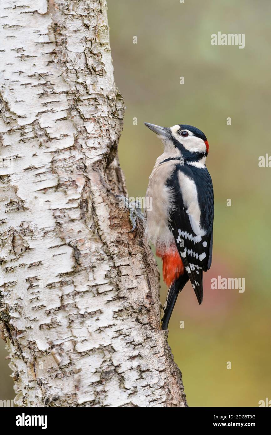 Buntspecht Maennchen, Dendrocopos major pic épeiche mâle, Banque D'Images