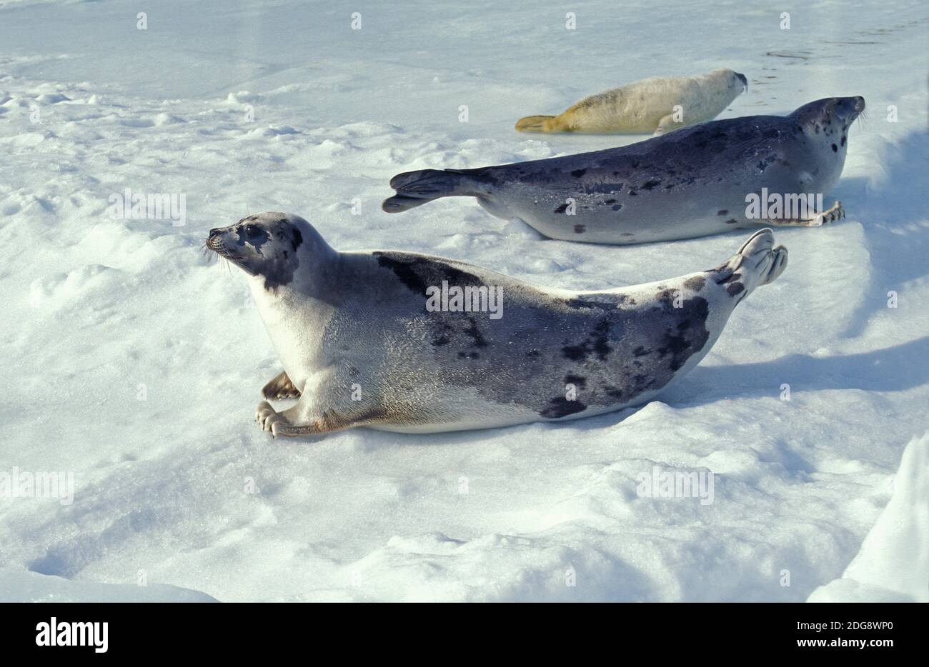 Le phoque du Groenland Pagophilus groenlandicus, Femme avec petit banc de glace sur l'île de Magdalena, au Québec, Canada Banque D'Images