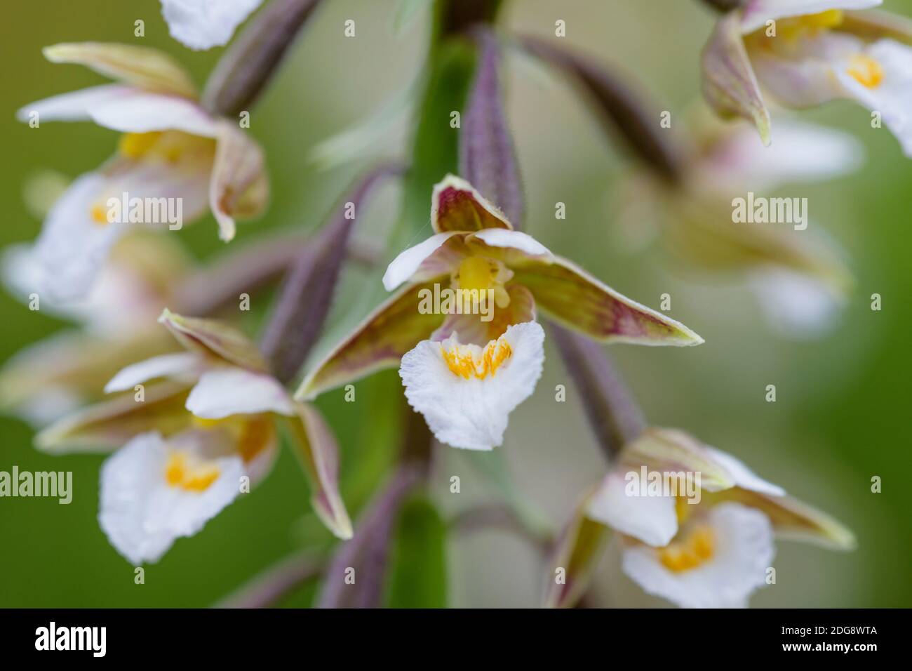 Sumpf-Stendelwurz, Epipactis palustris, marais helléborine Banque D'Images