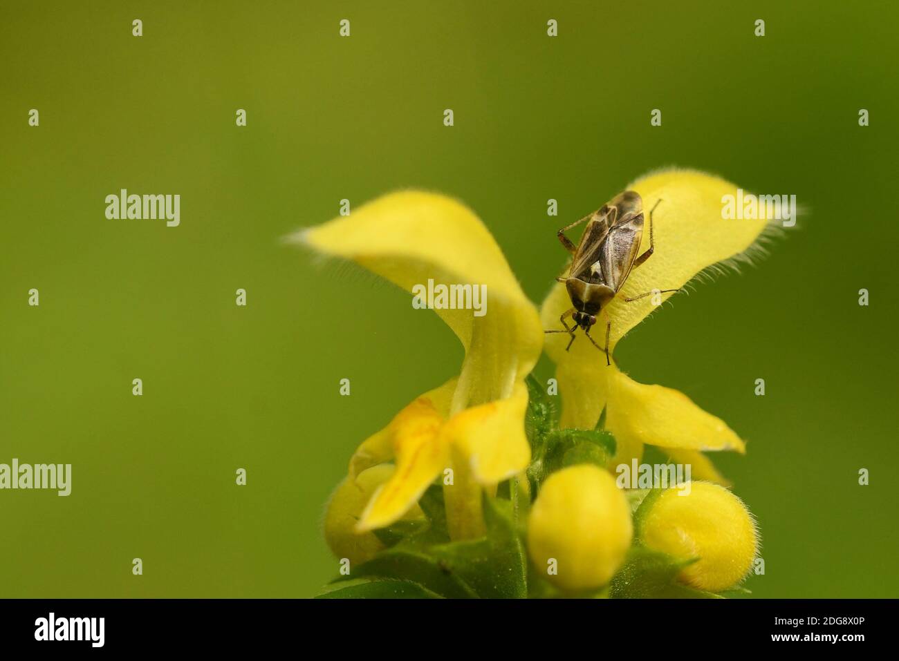 Golden deadnettle Banque D'Images