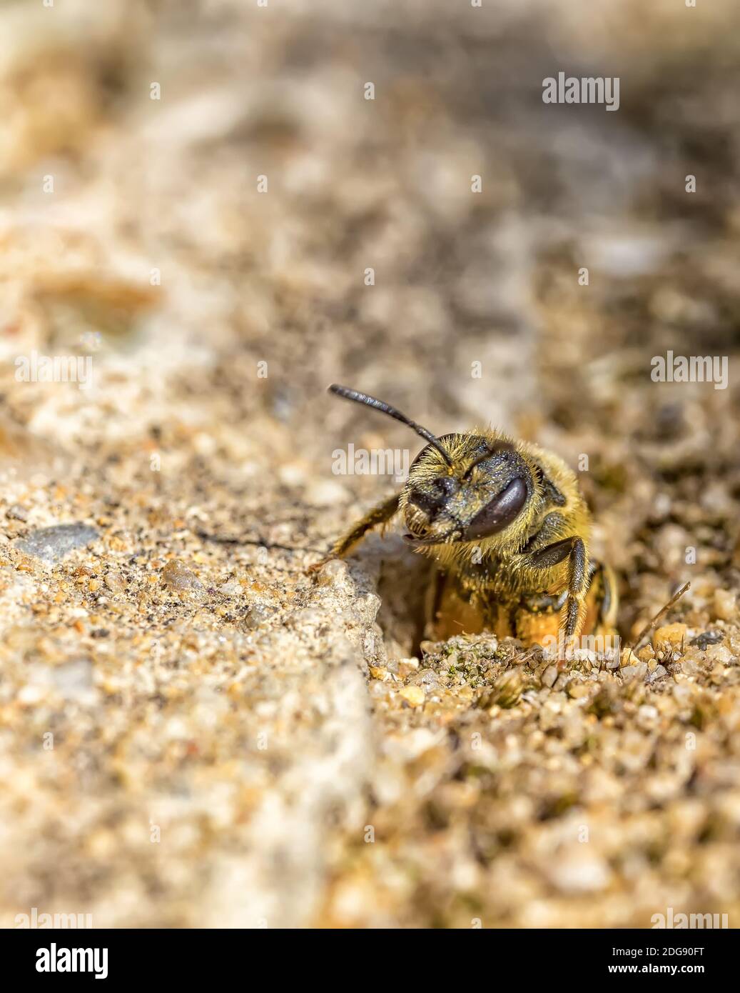 nid-abeille-terre-banque-de-photographies-et-d-images-haute