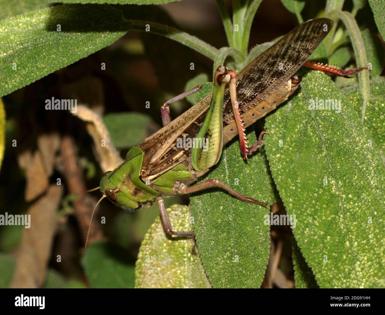 Criquet pèlerin, Locusta migratoria, Locusta, Locusta Banque D'Images