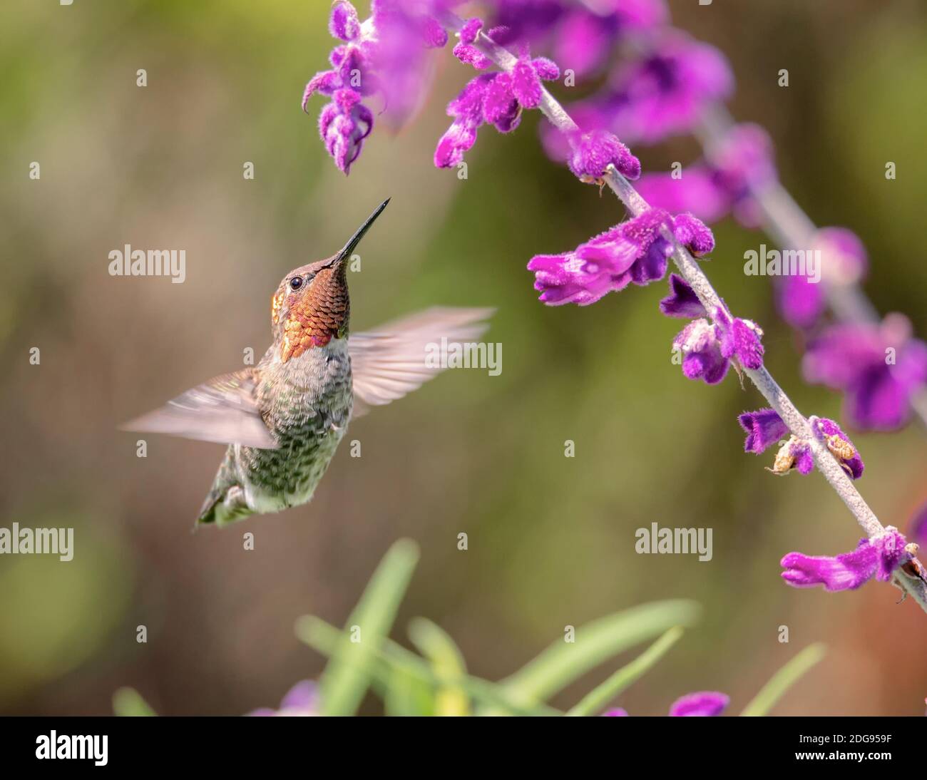 Colibri d'Anna en vol avec des fleurs violettes Banque D'Images