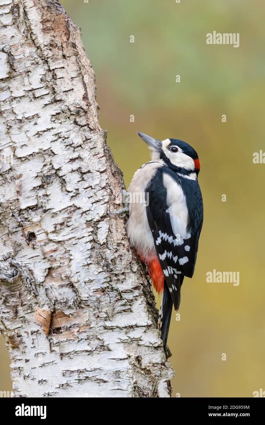 Buntspecht Maennchen, Dendrocopos major pic épeiche mâle, Banque D'Images