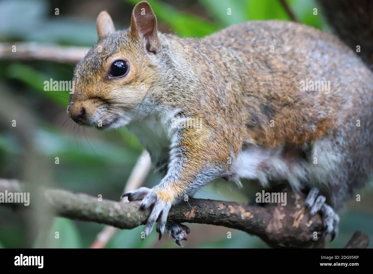 Un écureuil gris doux s'accroche à une branche étroite dans les arbres, ses petits doigts et griffes fléchissant avec l'effort de Ne quittez pas. Banque D'Images