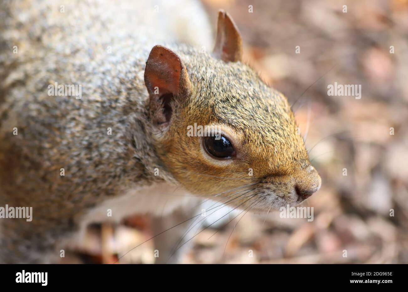 Un gros plan d'un adorable écureuils gris perky oreilles, petit nez et long chuchots sur un fond de feuilles brunes tombées. Banque D'Images