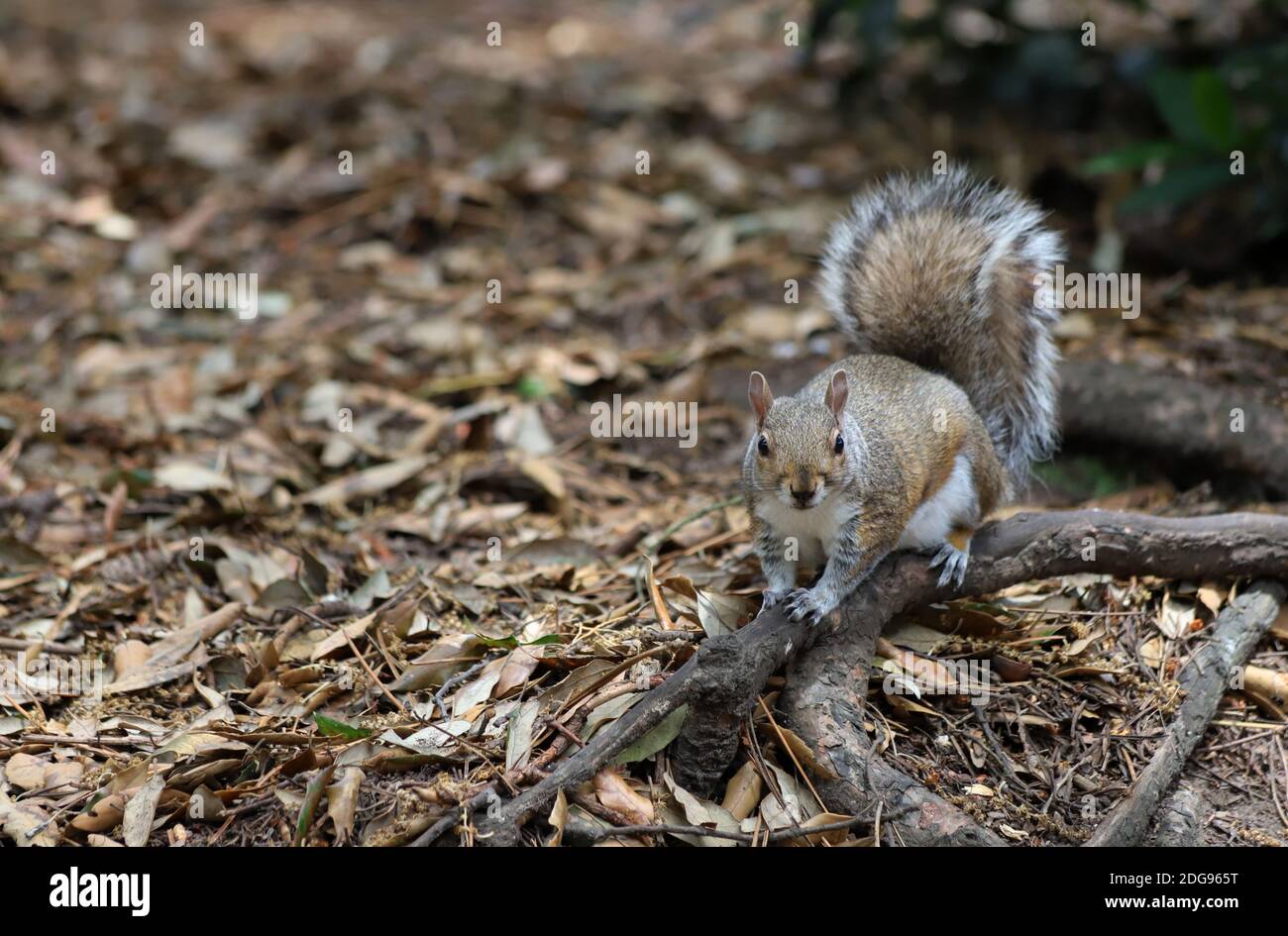 Un écureuil gris à queue brousse sur une branche d'arbre déchue au milieu du sol forestier parsemé de feuilles et regarde vers la caméra. Banque D'Images