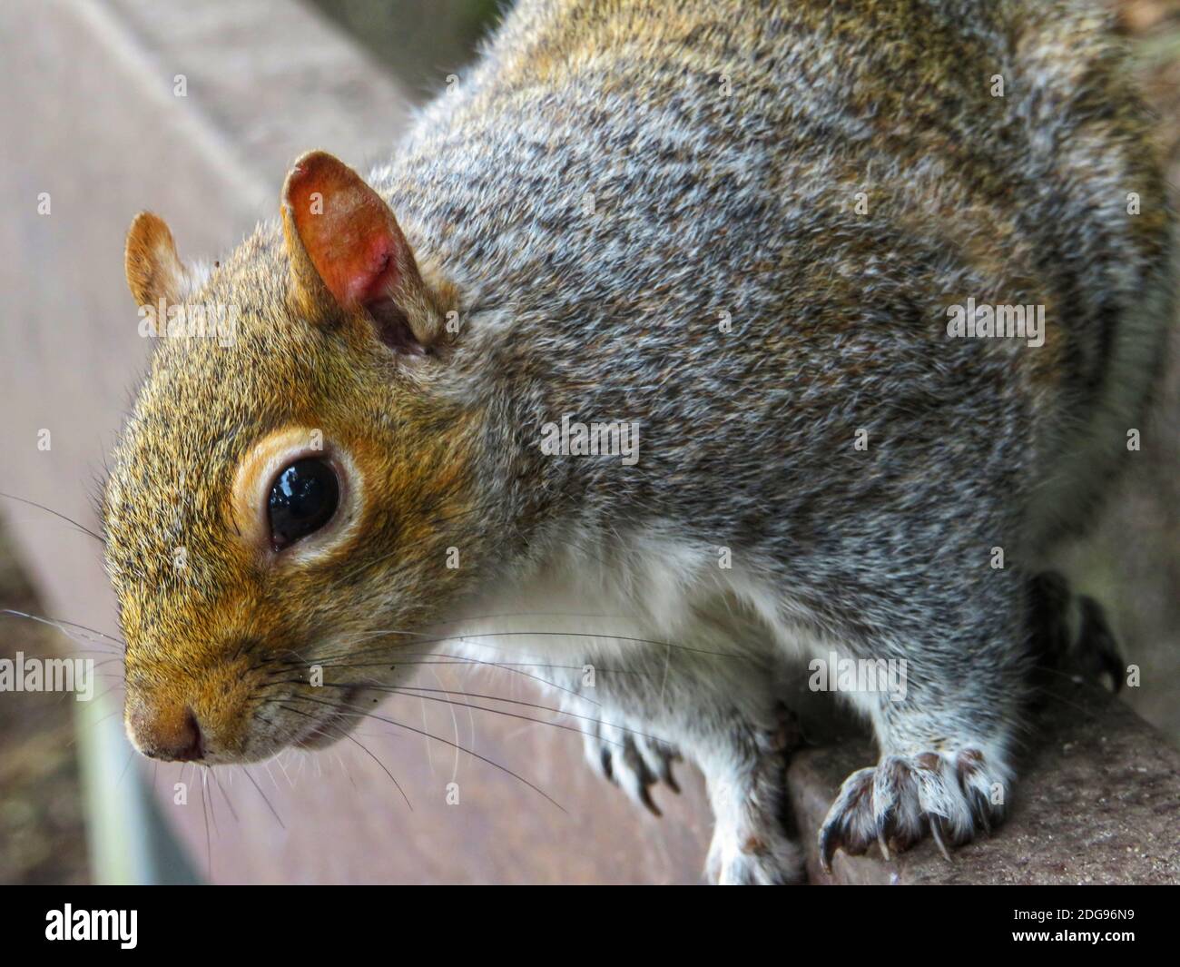 Un gros plan d'un écureuil gris moelleux debout sur le bord d'un banc de parc en bois et regardant curieusement vers l'appareil photo, en espérant quelques noix! Banque D'Images