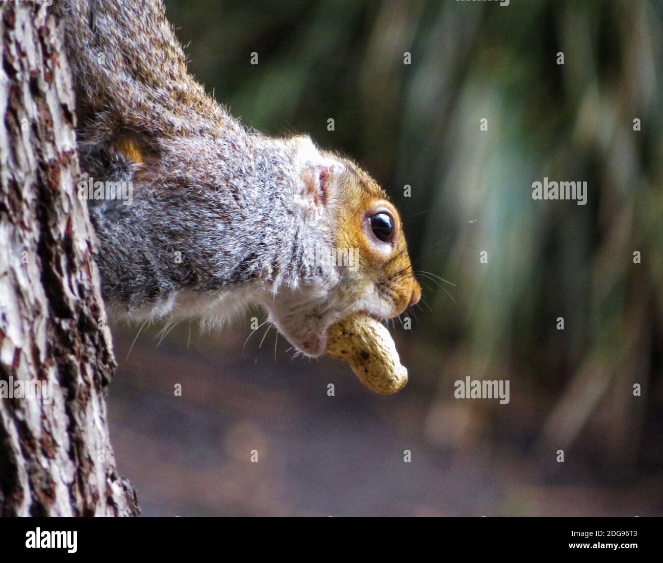Un écureuil gris s'accroche à l'écorce d'un arbre comme un il monte avec un énorme écrou clampé triomphalement dans ses minuscules mâchoires. Banque D'Images