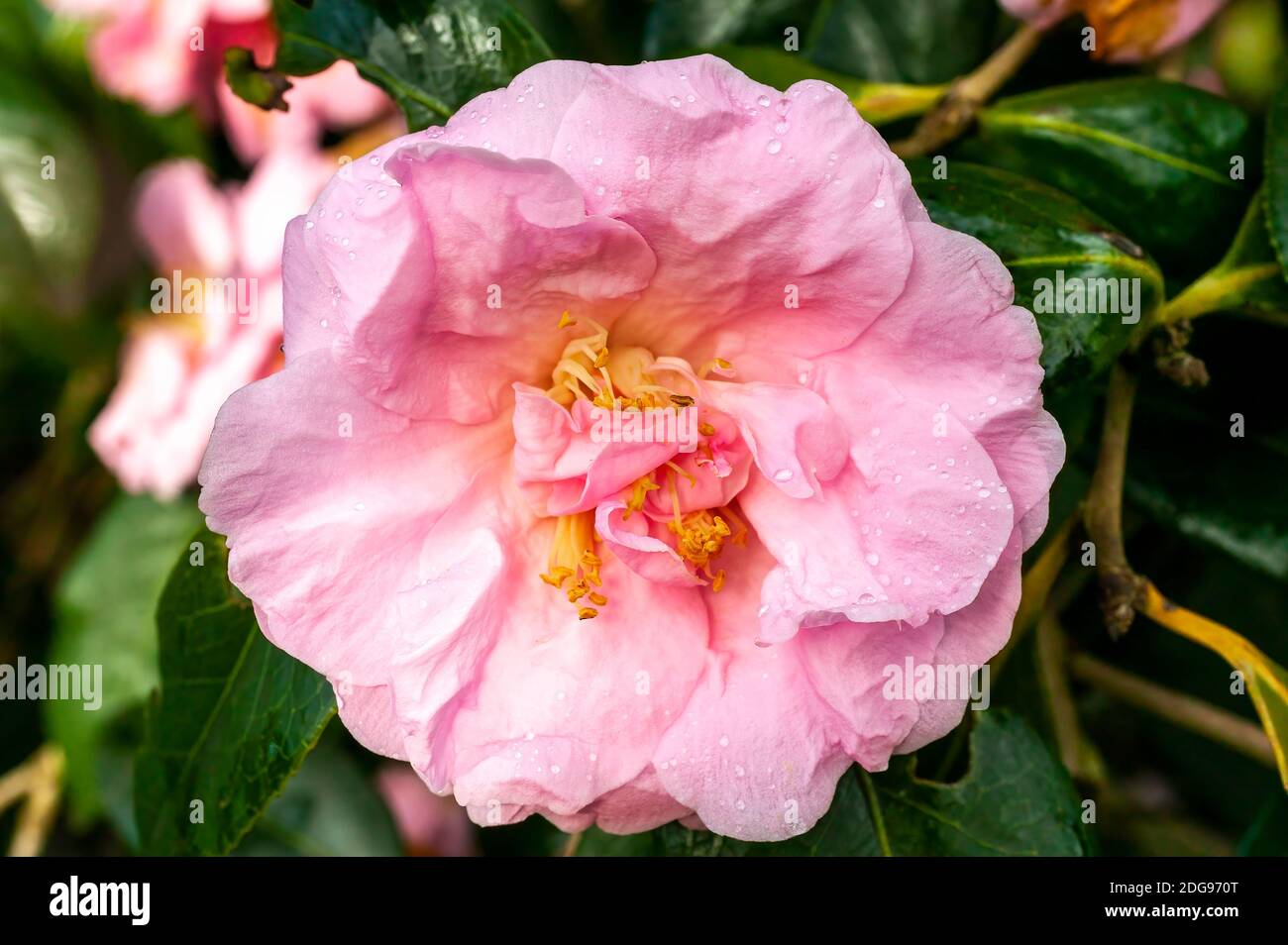 Camellia x Williamsii 'Exaltation' plante arbustive d'été de printemps avec une photo de fleur rose printanière d'hiver Banque D'Images