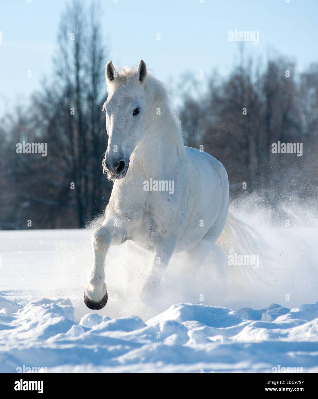 Étalon blanc en cours d'exécution par une belle journée d'hiver Banque D'Images