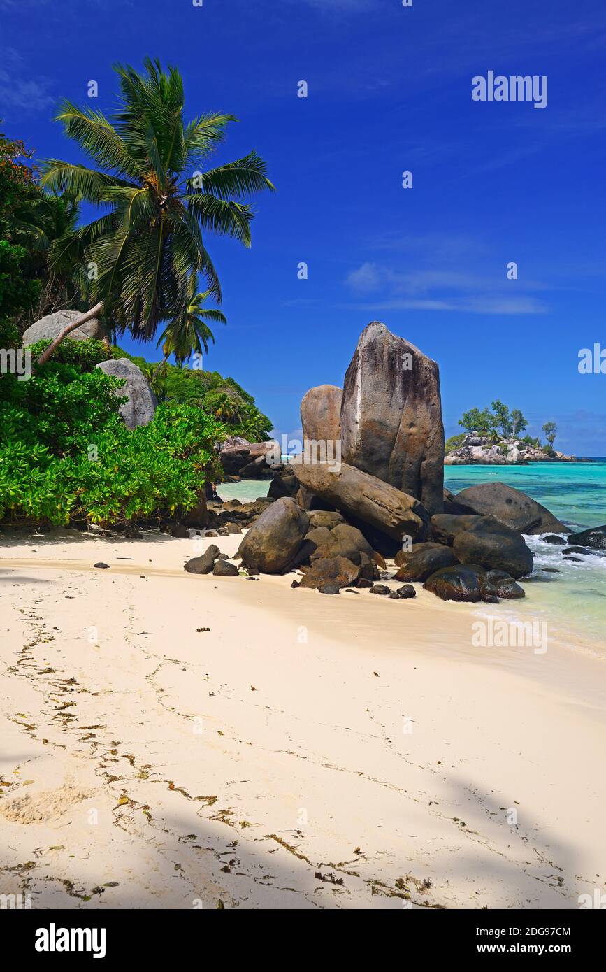 Ostafrika, Kokospalmen und Granitfelsen am Traumstrand Anse Royal, Insel Mahe, Seychelles Banque D'Images