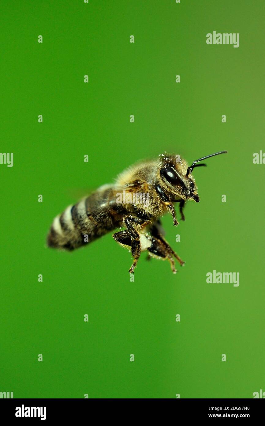 Europäische Honigbiene, (API mellifera), im Flug, Banque D'Images