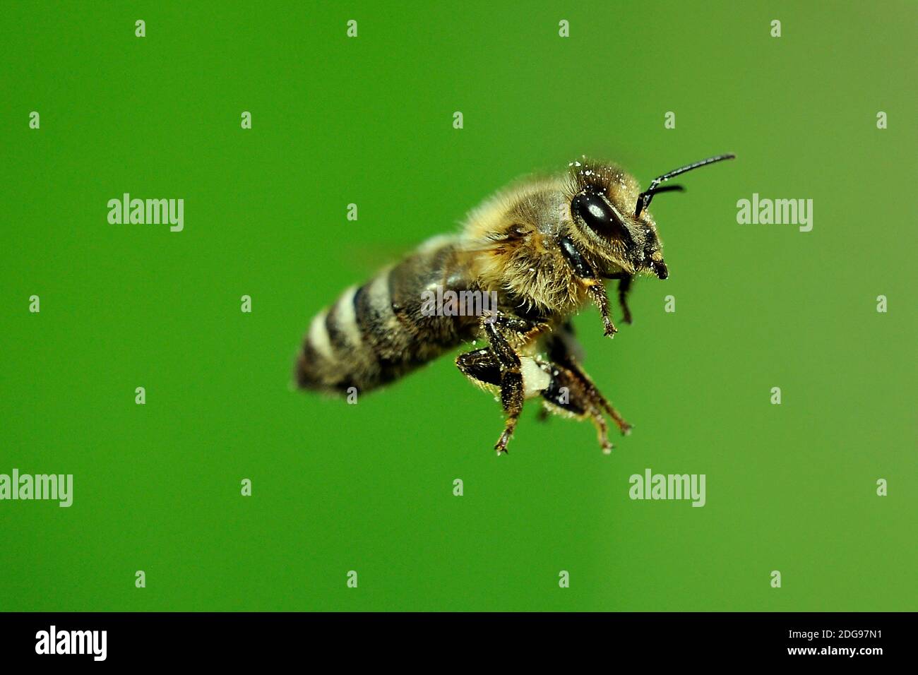 Europäische Honigbiene, (API mellifera), im Flug, Banque D'Images