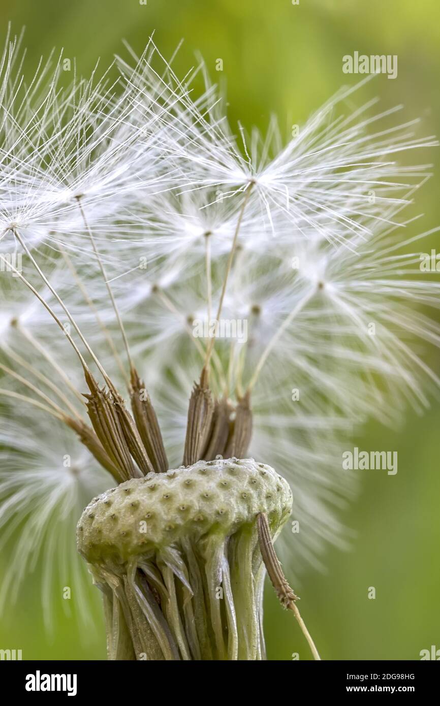 Tête pissenlit Banque D'Images