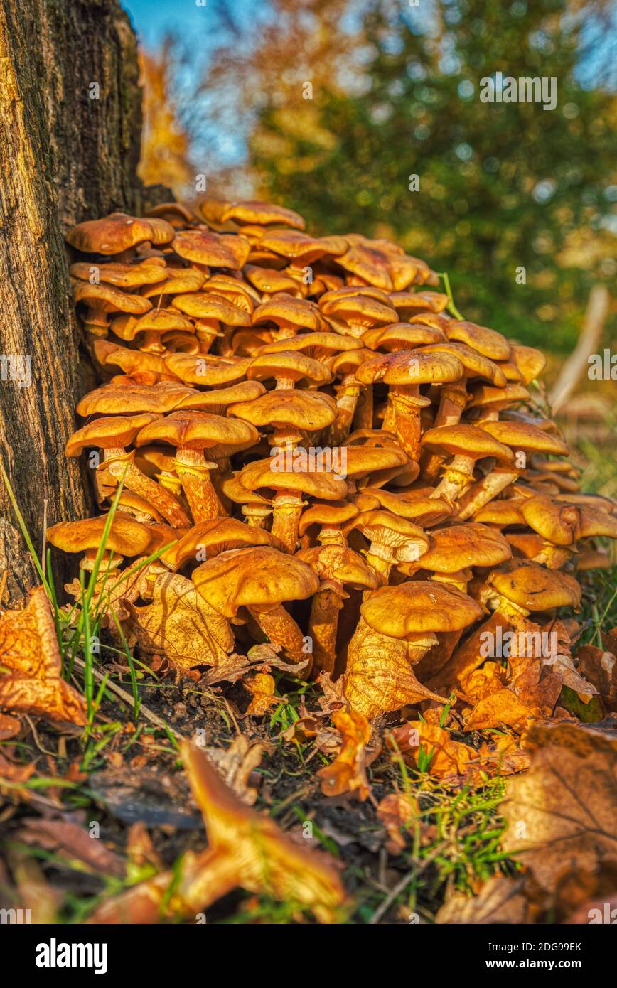 Gros plan automnal d'un groupe fongique de champignons toxiques d'orange. Bouquet de champignon toxique Jack o Lantern (Omphalotus Olearius) à côté d'une souche d'arbre morte Banque D'Images
