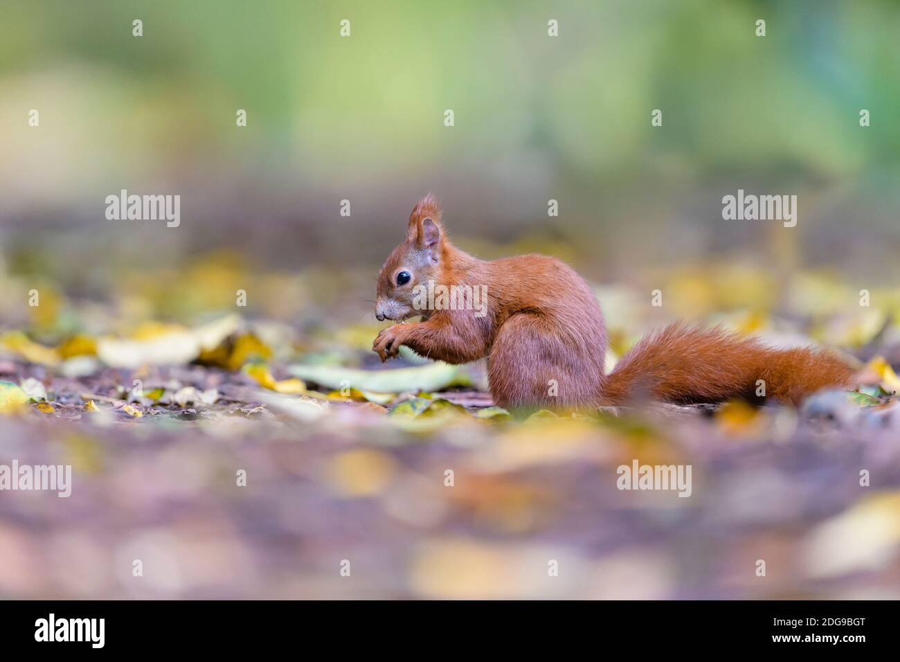 Eurasisches Eichhoernchen, Sciurus vulgaris, écureuil rouge eurasien Banque D'Images