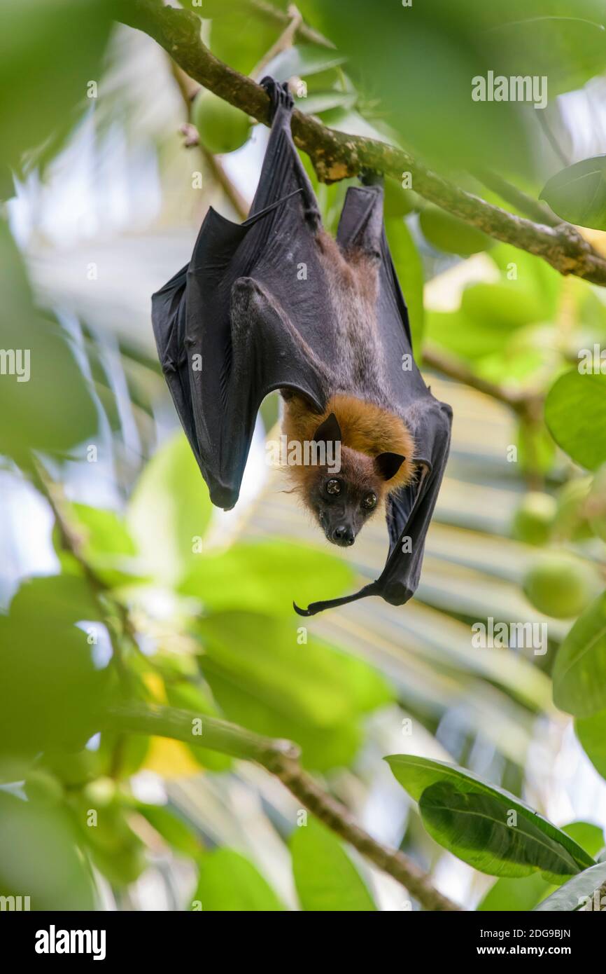 Flughund, Pteropus medius, renard volant Banque D'Images