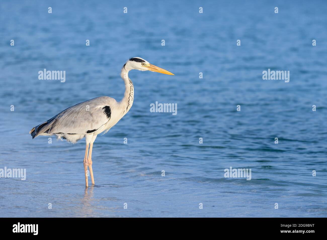 Graureiher, Ardea cinerea, héron cendré Banque D'Images