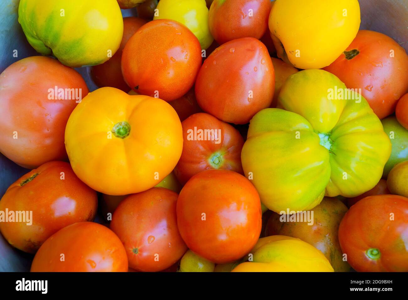 Tas de tomates multicolores organique mûres au Farmers Market. Des couleurs vibrantes. Vitamines Santé Super-aliments Banque D'Images